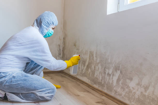 Licensed Commercial Mold Remediation service in Franklin, NC - WQB Mold Removal