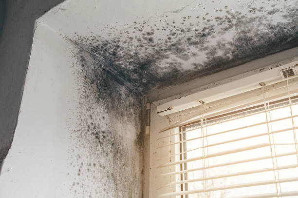 Affordable Commercial Mold Remediation solutions in Franklin, NC